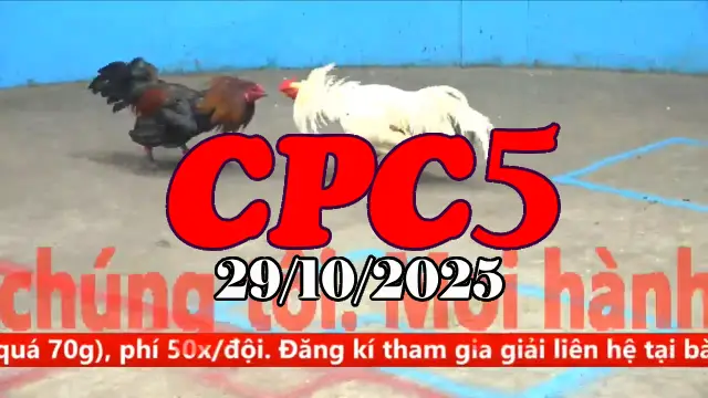 Video Gà Đá Trường C5 Thomo Hôm Nay - Ngày 29/10/2025