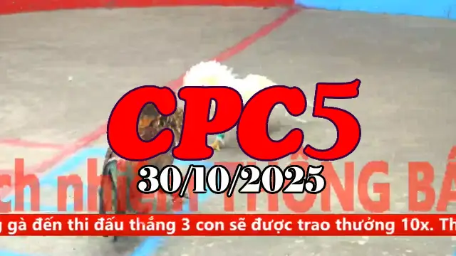 Video Gà Đá Trường C5 Thomo Hôm Nay - Ngày 30/10/2025