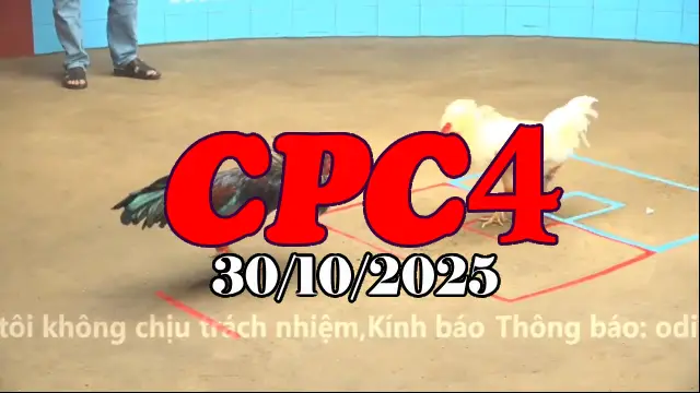 Video Gà Đá Trường C4 Thomo Hôm Nay - Ngày 30/10/2025