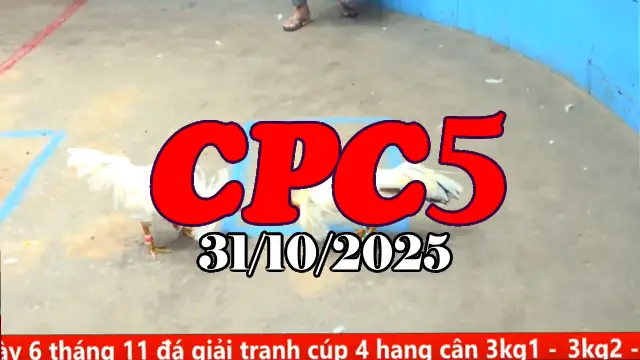 Video Gà Đá Trường C5 Thomo Hôm Nay - Ngày 31/10/2025
