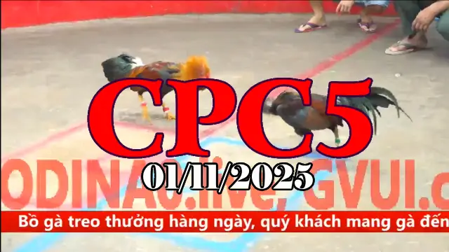 Video Gà Đá Trường C5 Thomo Hôm Nay - Ngày 01/11/2025