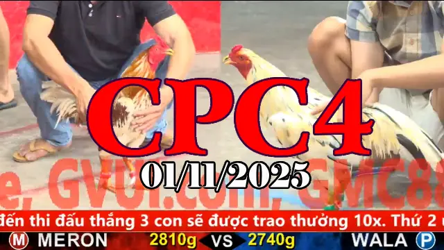 Video Gà Đá Trường C4 Thomo Hôm Nay - Ngày 01/11/2025