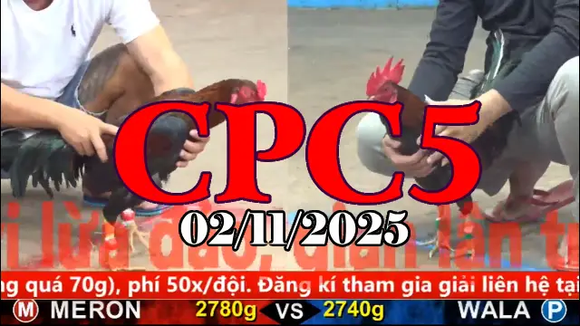 Video Gà Đá Trường C5 Thomo Hôm Nay - Ngày 02/11/2025