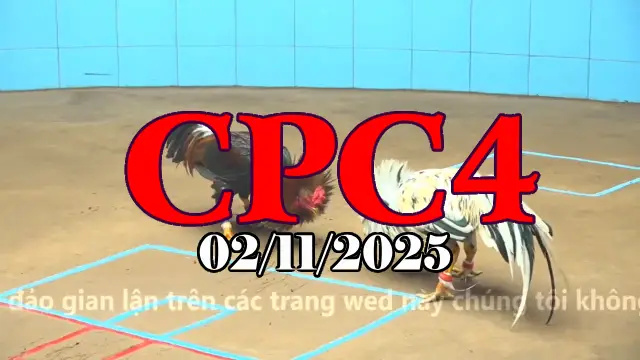 Video Gà Đá Trường C4 Thomo Hôm Nay - Ngày 02/11/2025