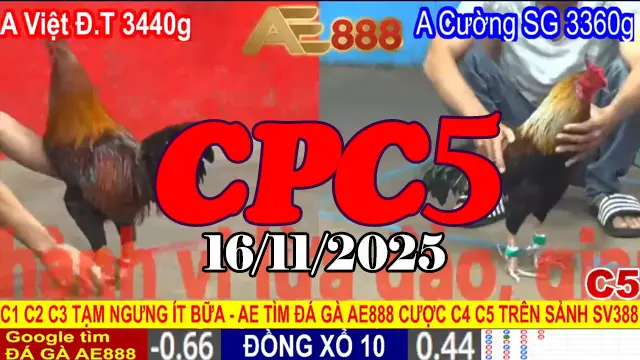 Clip đá gà CPC5 hôm nay 16112025 trực tiếp và đầy đủ