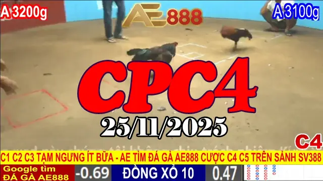Full Clip Đá Gà Thomo CPC4 Hôm Nay 25112025 Mới Nhất