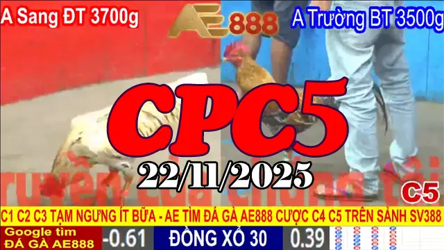 Video Đá Gà CPC5 22112025 – Phát Lại Toàn Bộ Trận Đỉnh Hôm Nay