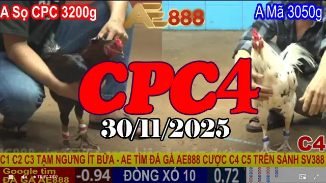 Video đá gà Thomo CPC4 30112025 – Xem lại trận đấu đầy kịch tính