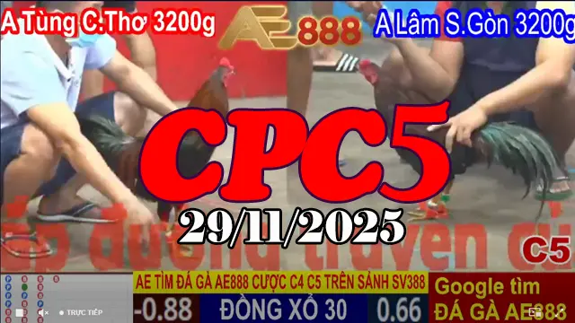 Xem video đá gà Thomo CPC5 hôm nay 29112025 - Cập nhật từ đầu đến cuối