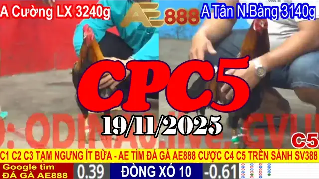Xem video phát lại trực tiếp đá gà CPC5 hôm nay 19112025 trọn vẹn online