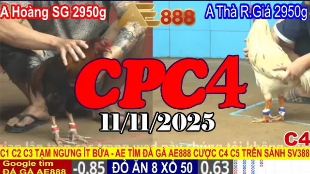 Phát Lại Toàn Bộ Trực Tiếp Đá Gà Thomo CPC4 Hôm Nay 11/11/2025