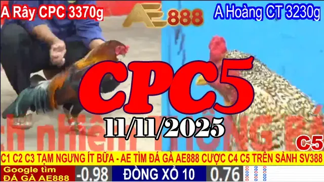 Video Clip Đá Gà CPC5 Hôm Nay 11/11/2025 – Trận Hot Nhất