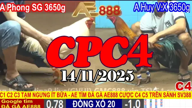 Toàn Cảnh Full Clip Đá Gà Thomo CPC4 Ngày 14/11/2025