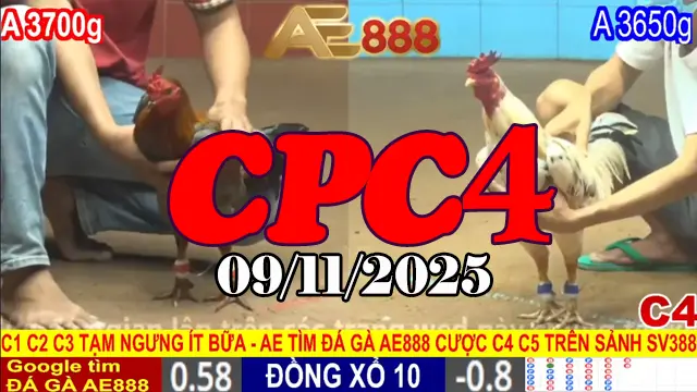 Xem Full Phát Lại Trực Tiếp Đá Gà Tonhon CPC4 09/11/2025