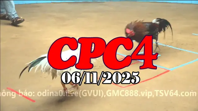 Tổng hợp video đá gà Thomo CPC 4 hôm nay 06/11/2025 full trận