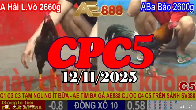 Xem Lại Đá Gà Trực Tiếp CPC5 Thomo Hôm Nay 12/11/2025 Full HD