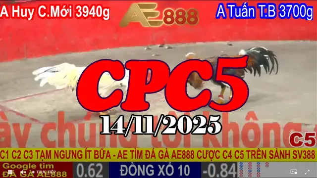Full Clip Đá Gà Thomo CPC5 Hôm Nay 14/11/2025 – Trận Đấu Nảy Lửa