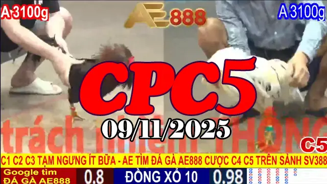 Xem Full Phát Lại Trực Tiếp Đá Gà Thomo CPC5 09/11/2025
