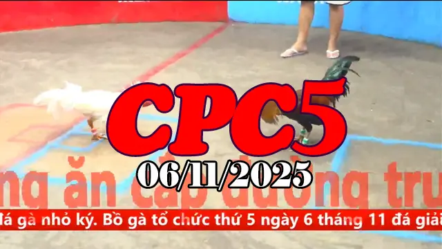 Tổng hợp clip đá gà trực tiếp Thomo CPC5 hôm nay 06/11/2025 full trận