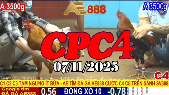 Xem lại đá gà Thomo CPC4 hôm nay 07/11/2025 – Chất lượng video HD