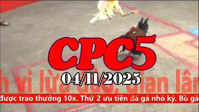 Video Gà Đá Trường C5 Thomo Hôm Nay - Ngày 04/11/2025