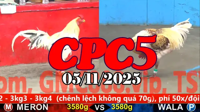 Clip phát lại đá gà CPC5 hôm nay 05/11/2025 chất lượng HD