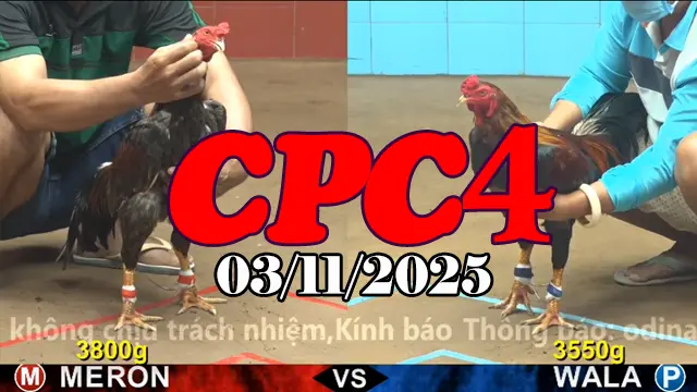 Video Gà Đá Trường C4 Thomo Hôm Nay - Ngày 03/11/2025