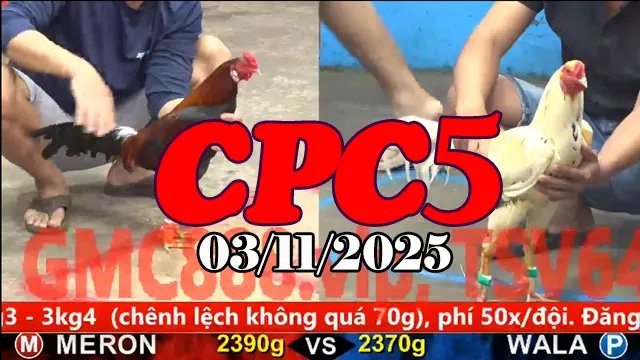 Video Gà Đá Trường C5 Thomo Hôm Nay - Ngày 03/11/2025