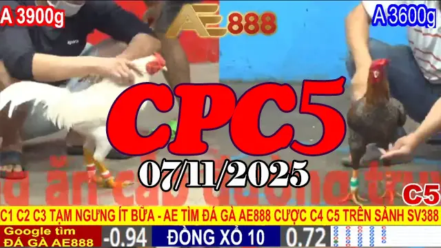 Xem clip đá gà Thomo CPC5 hôm nay 07/11/2025 - Màn trình diễn ngoạn mục