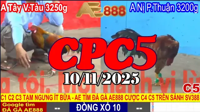 Xem lại toàn bộ clip đá gà trực tiếp Thomo CPC5 hôm nay 10/11/2025