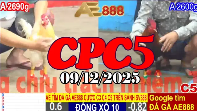 Siêu phẩm clip đá gà trực tiếp CPC5 hôm nay 09122025