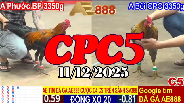 Siêu phẩm video đá gà trực tiếp CPC5 hôm nay 11122025 phát lại