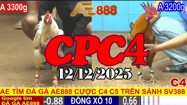 Trận Đá Gà CPC4 12/12/2025 – Phát Lại Chuẩn HD Cho Anh Em