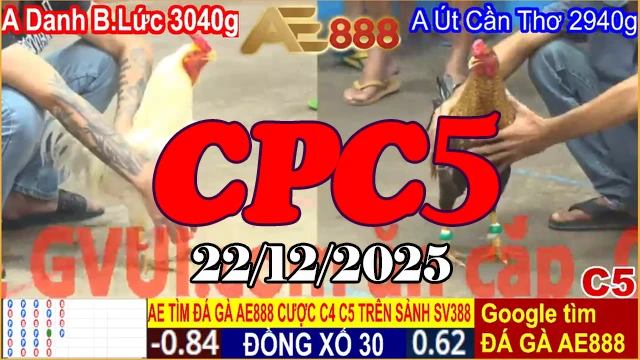 Video đá gà CPC5 trực tiếp hôm nay 22122025 mới