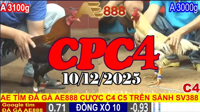 Video hot trực tiếp đá gà CPC4 phát lại hôm nay 10122025