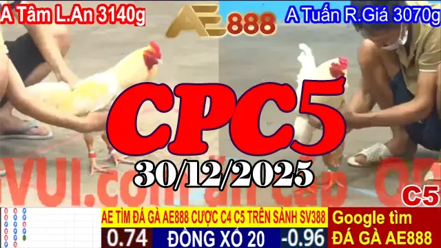 Xem clip đá gà trực tiếp CPC5 30122025 mới nhất
