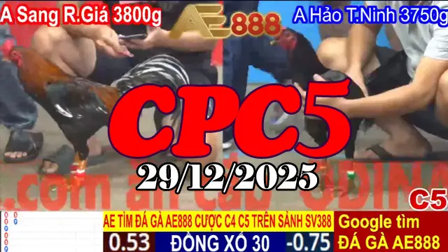 Xem lại đá gà Thomo CPC5 hôm nay 29122025 nhiều trận hay