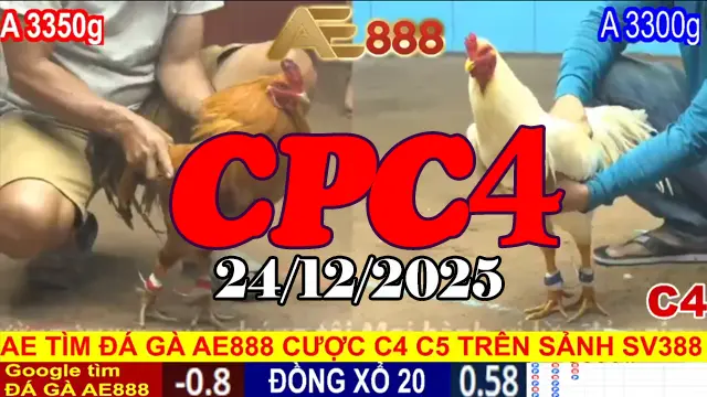 Xem ngay clip đá gà trực tiếp CPC4 hôm nay 24122025