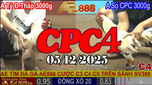 Xem video đá gà trực tiếp thomo CPC4 hôm nay 05122025 – Phát lại đầy đủ