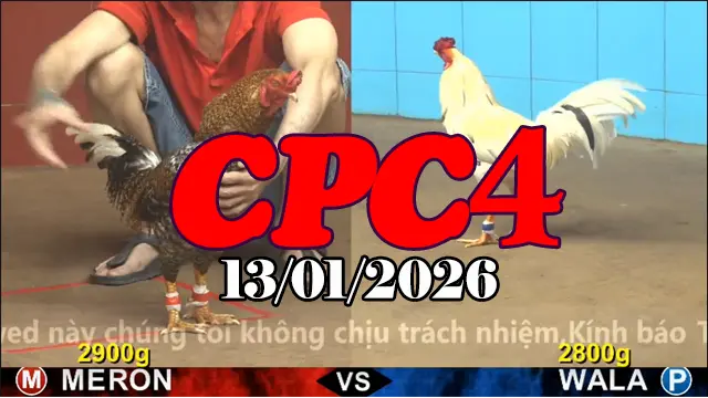 Cập nhật clip đá gà trực tiếp Thomo CPC4 hôm nay 13012026