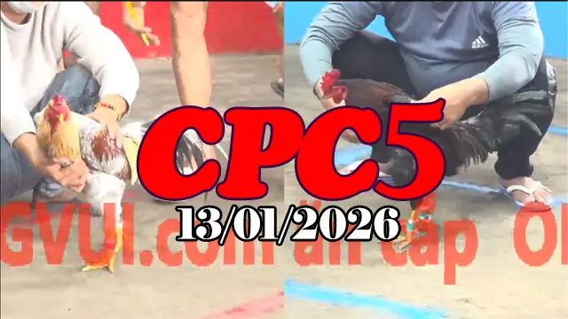 Cập nhật video đá gà trực tiếp CPC5 ngày 13012026