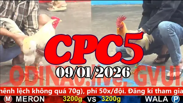Clip Phát Lại Đá Gà Thomo CPC5 Hôm Nay 09012026