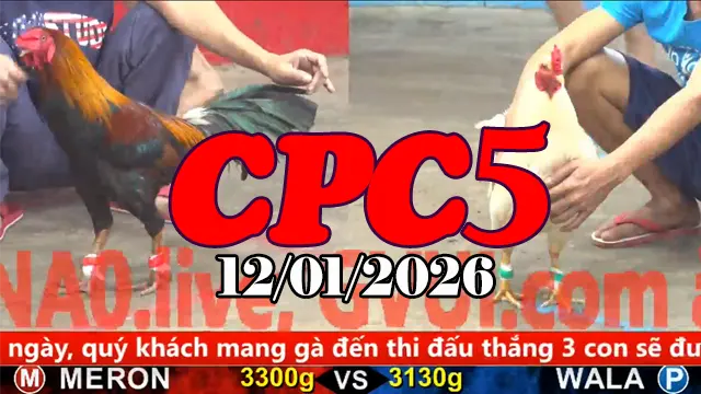 Clip Phát Lại Đá Gà Trực Tiếp CPC5 12012026 Mới Nhất