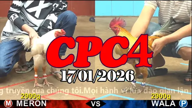Clip đá gà Thomo CPC4 hôm nay 17012026 phát lại