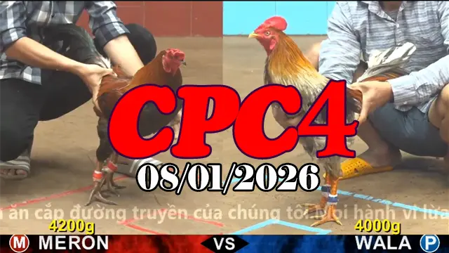 Đá Gà Trực Tiếp CPC4 Ngày 08012025 Phát Lại Mới