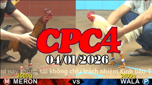 Full Clip Đá Gà Thomo CPC4 Hôm Nay 04012026 Mới Cập Nhật