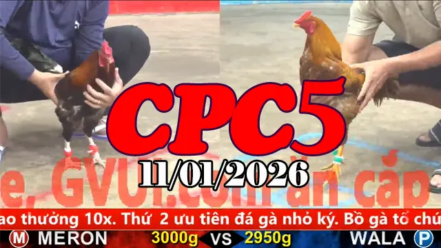 Full Clip Đá Gà Trực Tiếp CPC5 Ngày 11012026 Đầy Đủ