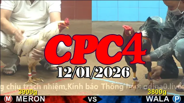 Phát Lại Trực Tiếp Đá Gà CPC4 12012026 Mới Nhất Hôm Nay