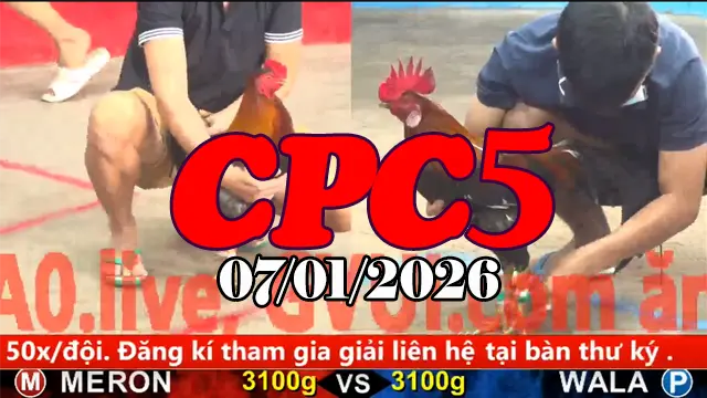Tổng Hợp Clip Đá Gà Trực Tiếp CPC5 Ngày 07012026