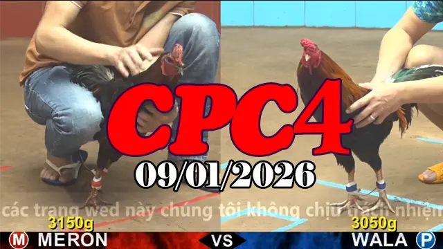 Trực Tiếp Đá Gà CPC4 Hôm Nay 09012026 – Video Phát Lại